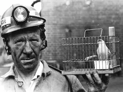 Canary cage used in mines rescue training